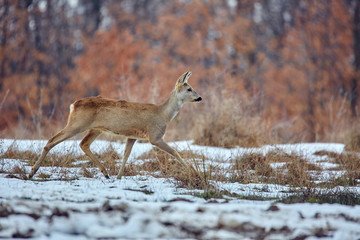 Roe deer in the forest