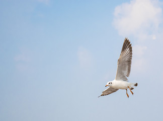 Seagulls are flying at the sea.