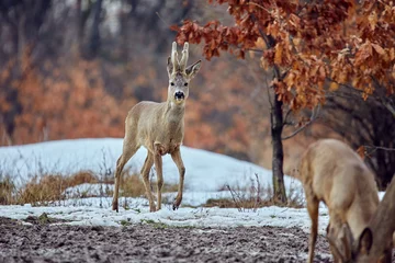 Zelfklevend Fotobehang Roe deer in the forest © Xalanx