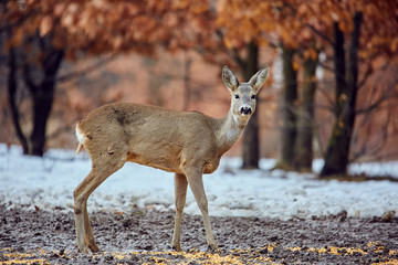 Roe deer in the forest