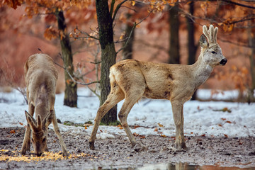 Roe deer in the forest