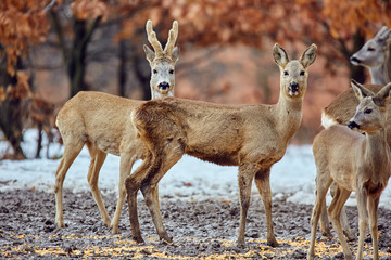 Roe deer in the forest