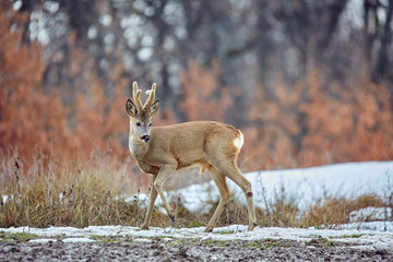 Roe deer in the forest