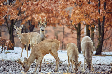 Roe deer in the forest