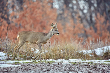 Roe deer in the forest