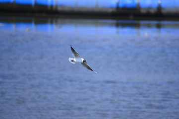 Fototapeta na wymiar Seagulls fly in free