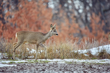 Roe deer in the forest
