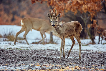 Roe deer in the forest