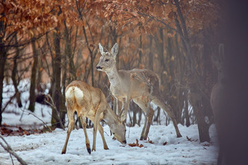 Roe deer in the forest