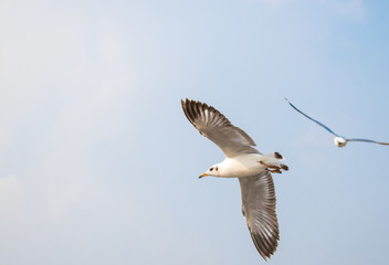 Seagulls are flying at the sea.