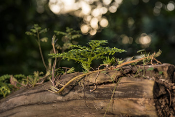 Green plant grows from a tree trunk