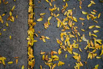 fall leaves 