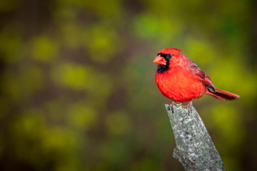 Male Northern Cardinal perched on a branch against a blurred background