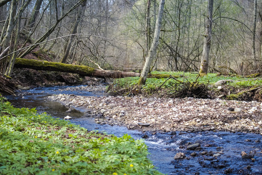 Forest stream in the ravine
