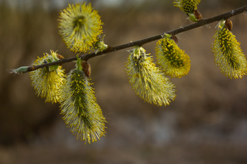 Blossoming buds of willow.Buds of the willow blossom in early spring.