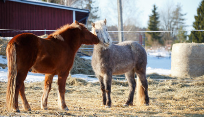 Horses like eachothers