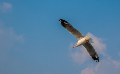 Seagulls are flying at the sea.