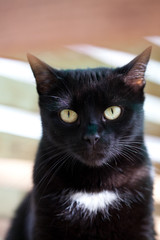 cute black cat hiding - focus on the eyes