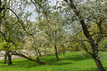 blühende Bäume im Frühling
