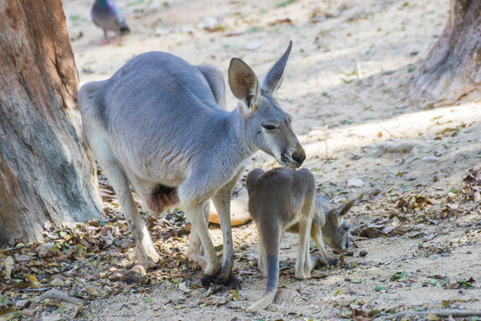 kangaroo at the Zoo, Asia Thailand.