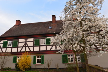 Frühling in der Altstadt von Großauheim-Hanau 