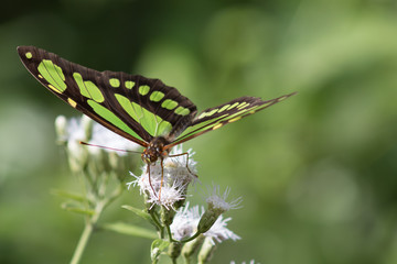 borboleta, butterfly