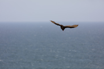 andean condor in flight