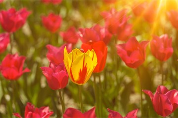 Obraz premium Tulip.