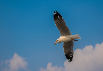 Seagulls are flying at the sea.