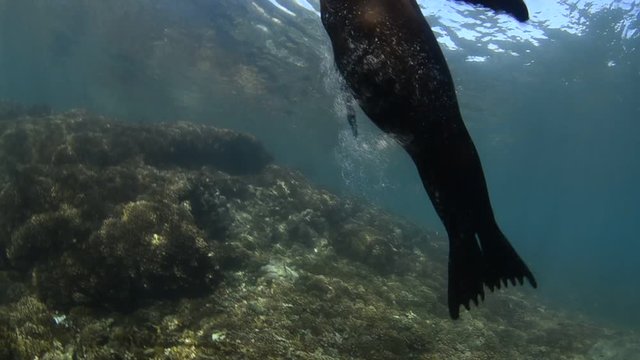 Californian sea lion (Zalophus californianus) swimming and playing in the reefs of los islotes in Espiritu Santo island at La paz,. Baja California Sur,Mexico.