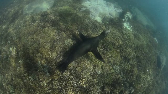 Californian sea lion (Zalophus californianus) swimming and playing in the reefs of los islotes in Espiritu Santo island at La paz,. Baja California Sur,Mexico.