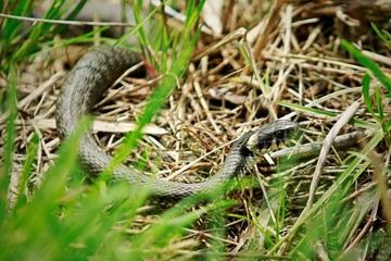 Wild european grass snake, Natrix natrix, lying in green and dry brown grass, yellow crescent shape on head, pattern on skin