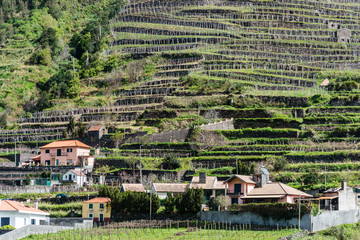 Obraz premium Terrace Planting Madeira