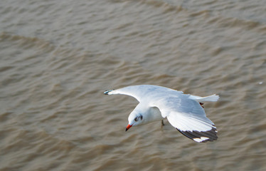 Seagulls are flying at the sea.