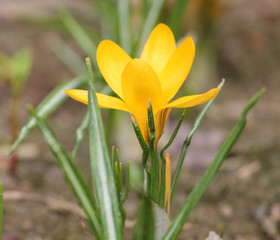 Flowering Dutch yellow crocus (Crocus flavus) on flowerbed