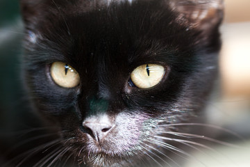 cute black cat hiding - focus on the eyes