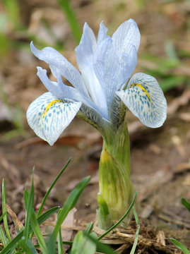Fototapeta Light blue flower of winter iris. Hybrid of Iris histrioides and Iris winogradowii