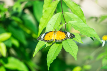 Butterfly rest on Leaf in THAILAND Public Park Travel Concept