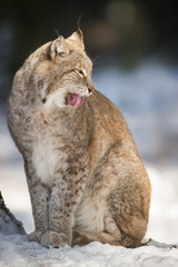 Fototapeta na wymiar Lynx sitting in Snow