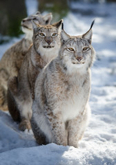 Lynx in Snow