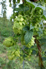 Hopfen