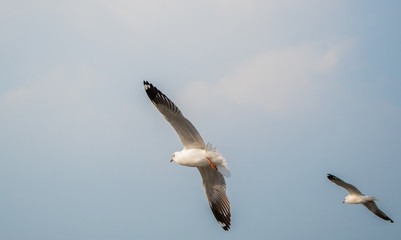 Seagulls are flying at the sea.