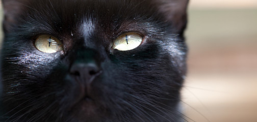 cute black cat hiding - focus on the eyes