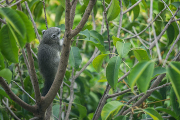 Little Squirrel on tree top in park