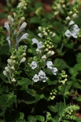 Skullcap