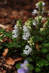 Skullcap