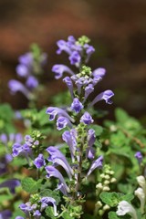 Skullcap