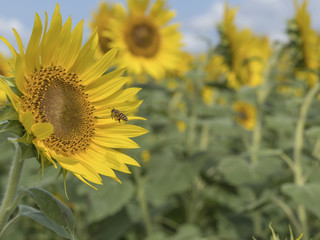 Sunflower field