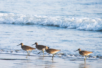 Birds on the Hunt Along the Ocean's Edge