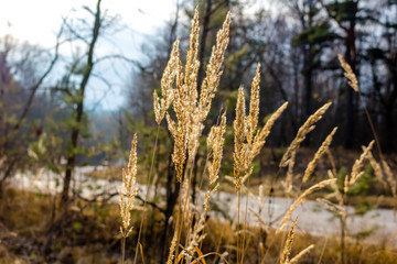 Fototapeta premium Dry grass on the roadside against the backdrop of the highway 